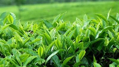 خرید بیش از ۹۰ هزار تن برگ سبز چای از چایکاران شمال