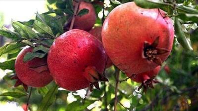 یاقوت سرخ پاییز در لرستان