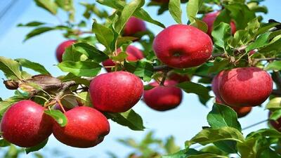 پیش بینی برداشت ۱۷۰ هزار تن سیب درختی از باغات مراغه