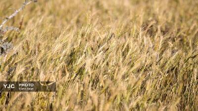 ذخایر راهبردی کالا‌های اساسی، متضمن تامین امنیت غذایی کشور است