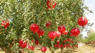 حال خوب انار ساوه باوجود خشکسالی
