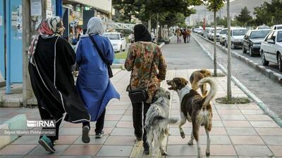 افزایش نگران‌کننده موارد سگ‌گزیدگی در کردستان؛ بیشتر در شهرها
