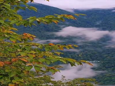 جنگل دالخانی در مازندران زیبا