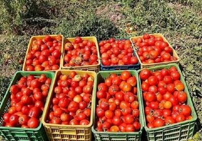 چکار کنم تا رب گوجه فرنگی مان کپک نزند؟