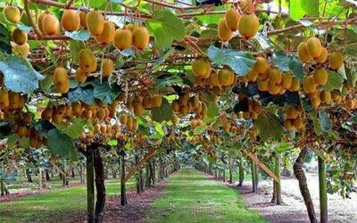 این محصول ۱۵ همت برای باغداران گیلان درآمدزایی دارد
