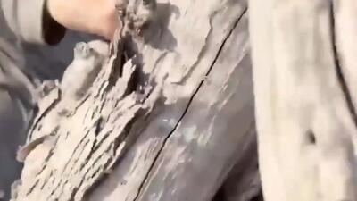 ببینید؛ حمله فیل مادر به گردشگران؛ یک زن زیر پای فیل گرفتار شد