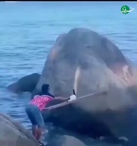 نجات بچه‌گربه از صخره با واکنش غیرمنتظره مادر