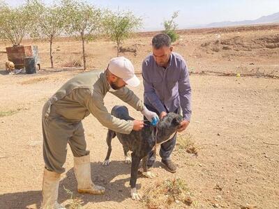 واکسیناسیون رایگان سگ‌های گله و اهلی در بوئین زهرا