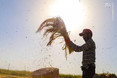 عکس/ جاروبافی میراثی زنده در روستای  ملاحسن