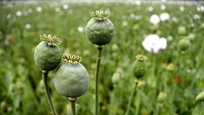 مجازات شدید برای کشت غیرقانونی خشخاش