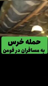فیلم لحظه حمله خرس وحشی به گردشگران در فومن / فریادهای زن وحشت زده را بشنوید