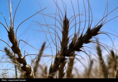 زمان طلایی کاشت گندم عامل افزایش عملکرد محصول است - تسنیم