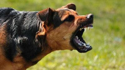 حمله سگ‌ ولگرد به کودک ۱۲ ساله تنکابنی
