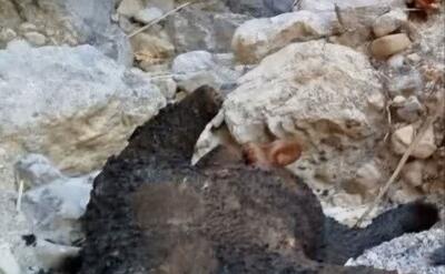 خرس ۵ ساله در منطقه دنا شکار و لاشه‌اش سوزانده شد