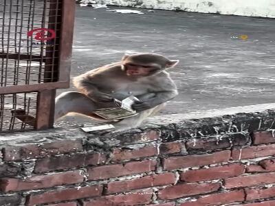 رفتار عجیب یک میمون در هند