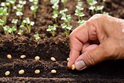توزیع رایگان بذر کینوا برای نخستین بار در شهرستان کارون