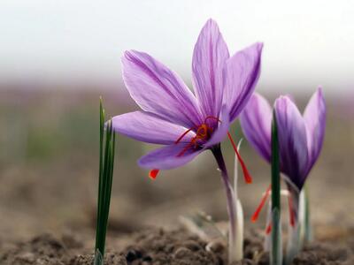 معاملات ۳۳ میلیاردی آتی زعفران در بورس کالا