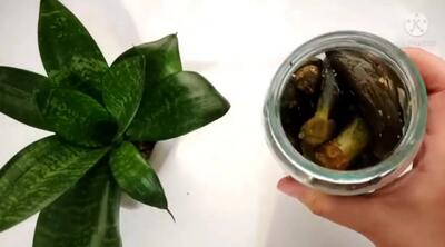 آموزش طرز تهیه ترشی بادمجان اصیل به روش مادربزرگ ها