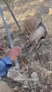 ببینید؛ نجات بز کوهی گرفتار در میان حصار فلزی