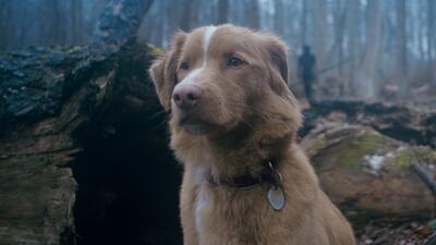 نقدها و نمرات فیلم Good Boy ساخته بن لئونبرگ - گیمفا