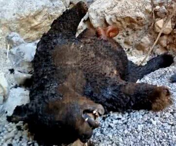 خرس قهوه‌ای دنا شکار و به آتش‌ کشیده شد!