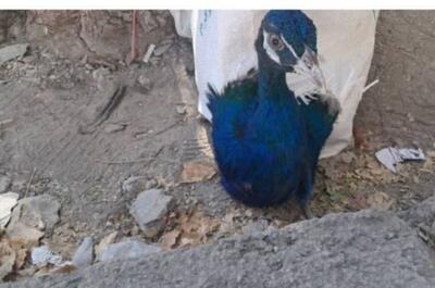 ۱۰ قطعه طاووس هندی قاچاق در مرز باشماق مریوان کشف و ضبط شد