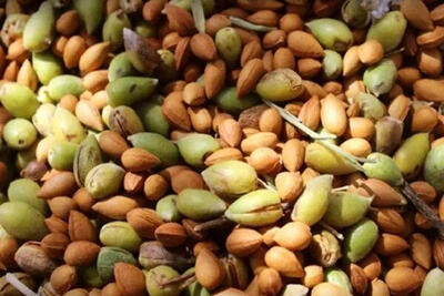 جشنواره بادام و عسل در روستای گنداب کرمانشاه برگزار می‌شود