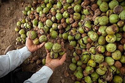 فرخی تولیر: اصول ساده تغذیه و آبیاری، ضایعات گردو را کاهش می‌دهد - پارس فوتبال