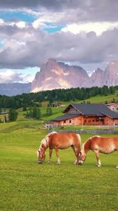 فیلم صحنه زیبای چریدن اسب‌ ها
