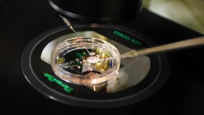 دانشمندان برای اولین بار از DNA پوست انسان جنین تولید کردند | شفقنا، آخرین اخبار ایران و جهان