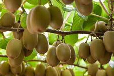 صادرات کیوی از مازندران به بازارهای جهانی آغاز شد