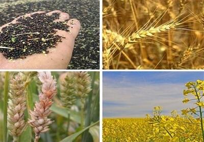 سیاست جدید وزارت جهاد برای خرید گندم؛ تضمین قیمت کف بازار برای کشاورزان - تسنیم