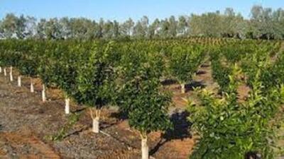 ۱۲ هزار و ۵۳۲ هکتار از باغات آذربایجان‌شرقی شناسنامه‌دار شد