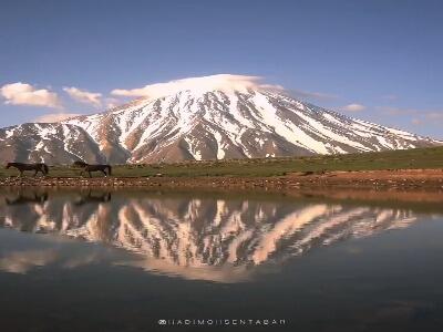 دلربایی اسب های وحشی در دامنه باشکوه دماوند