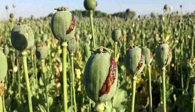 کاهش منابع خشخاش تهدیدی برای داروسازی ایران