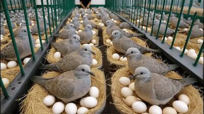  پرورش قمری در چین برای تولید گوشت و تخم آن‌ها (فیلم)