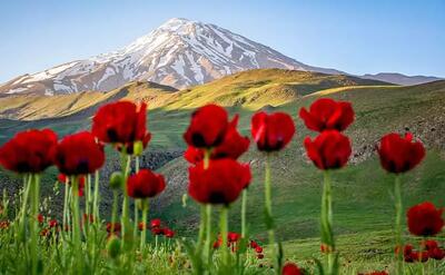 زخم جستجوگران طلا بر طبیعت لاله زار