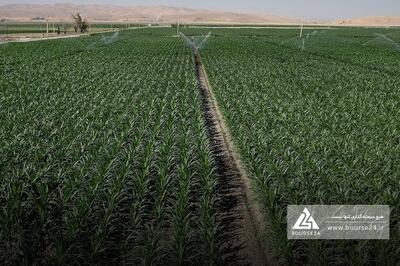 فروش «غبهار» در شهریور تغییری نداشت