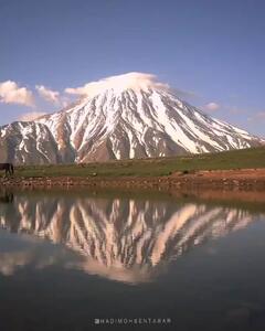 دلربایی اسب‌هایی وحشی در دامنه دماوند باشکوه