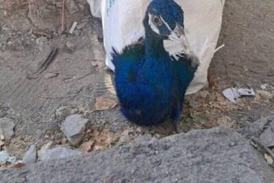 کشف ۱۰ طاووس هندی قاچاق در مرز باشماق مریوان