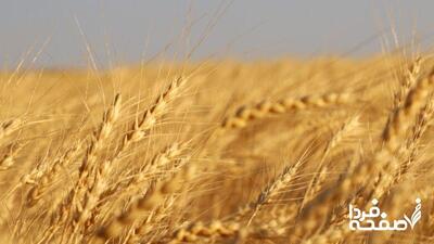 اعلام سیاست‌های جدید دولت در قیمت‌گذاری گندم تا هفته آینده