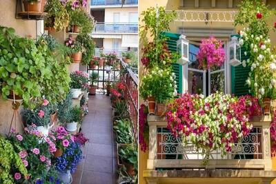 گیاهان آپارتمانی مقاوم و بادوام در برابر سرمای زمستان برا نگهداری در بالکن؛ همیشه سبز