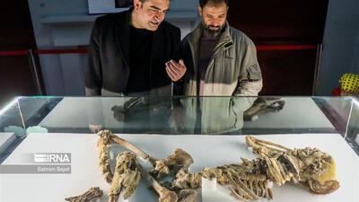 افزایش موزه ها در زنجان نقش مهمی در جذب گردشگران فرهنگی دارد