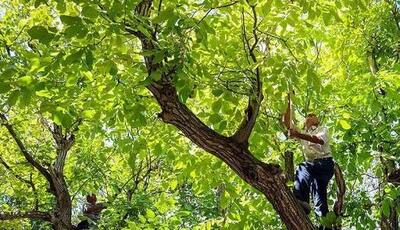 گردو تکانی امسال در همدان ۲ جان باخته و ۱۲۹ مصدوم برجای گذاشت