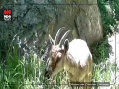 تصاویری زیبا از حیات وحش سوادکوه