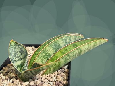 راهنمای کامل نگهداری سانسوریا سیلور مهتابی
