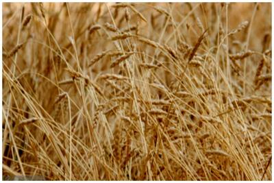 قیمت گندم چقدر افزایش می یابد؟