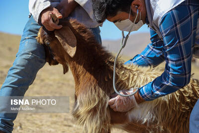 واکسیناسیون دام در روستاهای خراسان شمالی