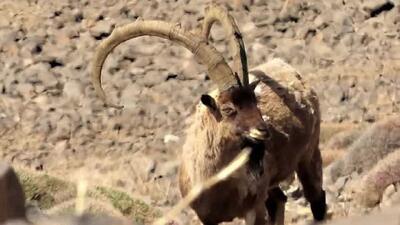سلطان صخره‌ها از نمایی نزدیک