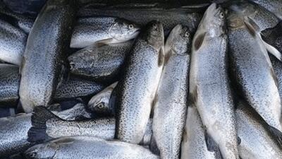 گرانی ماهی گردن بی‌برقی افتاد